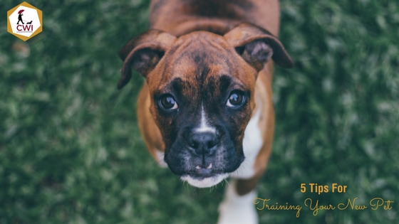 5 Tips For Training Your New Pet